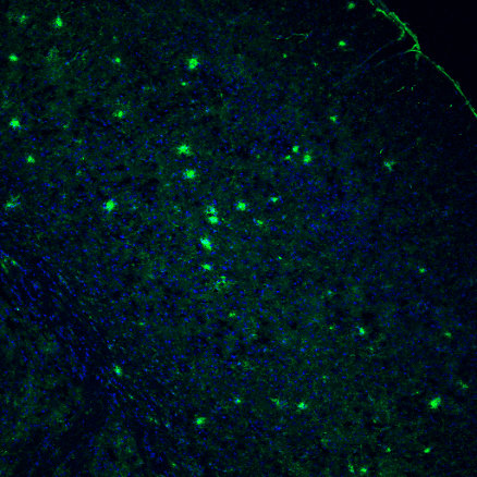 Brain cortex immunofluorescence image